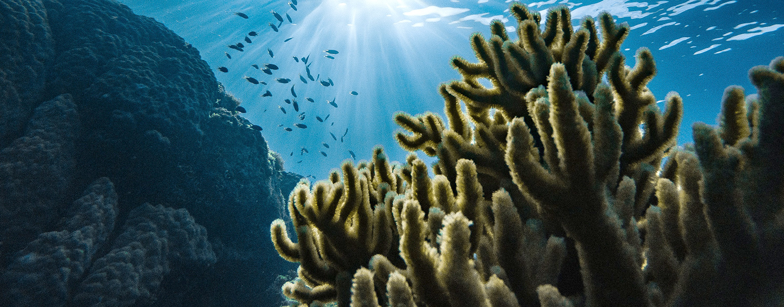 royal皇家88中水回用、陶瓷膜、石墨烯膜、黑金膜公家号，迎接您扫码关注！